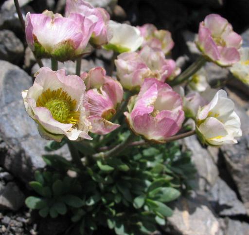 Ranunculus glacialis / Ranuncolo dei ghiacciai